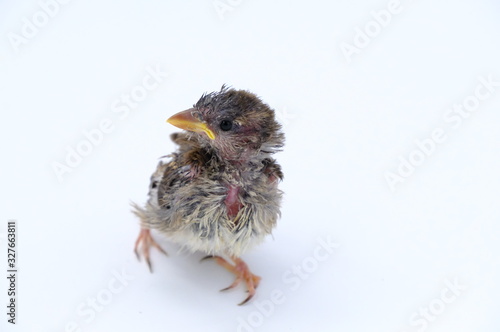 squab chick birds three days old yellow vented bulbul on white background © ric