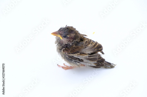 squab chick birds three days old yellow vented bulbul on white background photo