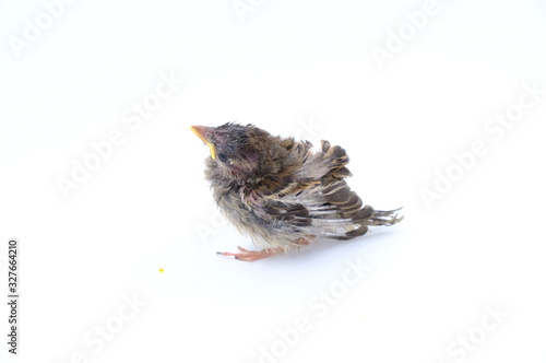 squab chick birds three days old yellow vented bulbul on white background photo