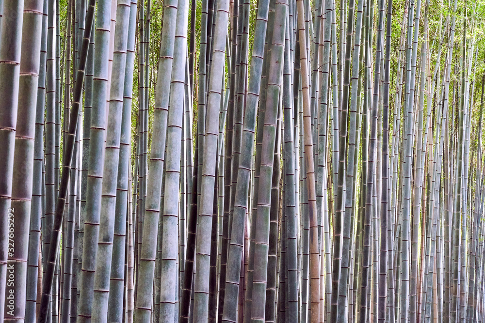 A forest of bamboo plants forming vertical lines. A forest of bamboo plants forming vertical lines.