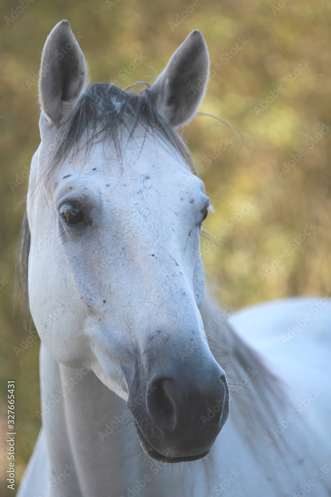 Obraz premium Pferd, Portrait