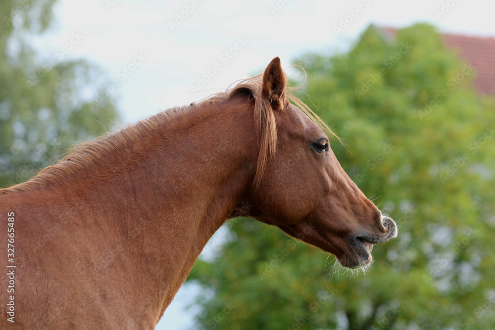 Obraz premium Pony, Portrait
