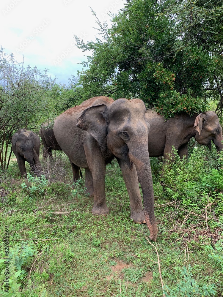 elefants in sri-lanka