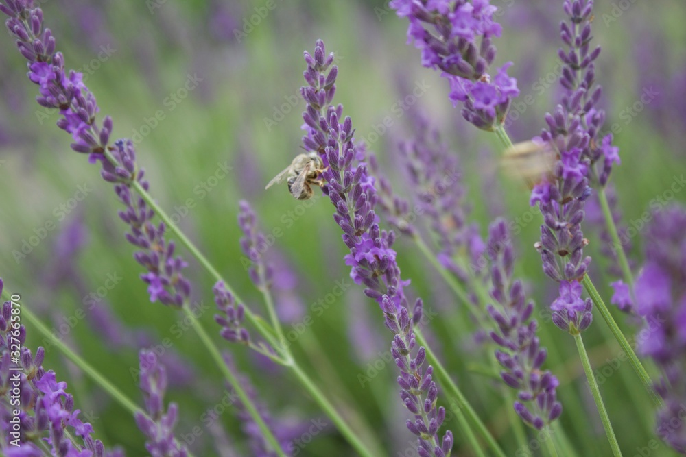 Fototapeta premium lavender in the field