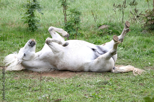 Pferd wälzt sich