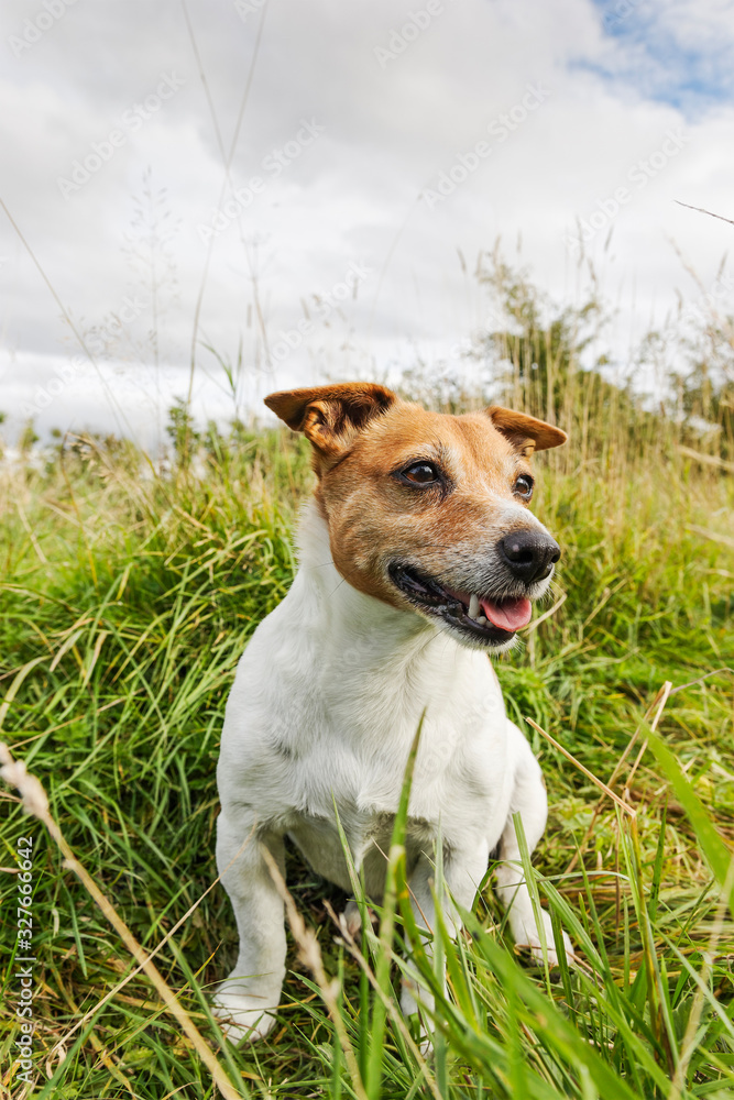 Jack Russell terrier with copy space