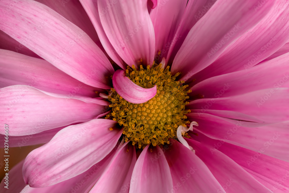 Macro Pink Daisy Flower Center with Curled Petal Macro Pink Daisy Flower Center with Curled Petal