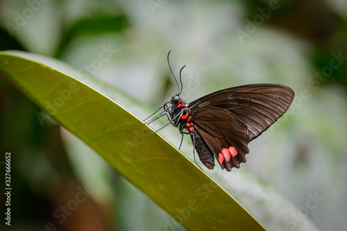 Beautiful Mimoides ilus butterfly with wings closed on a leaf with a nice blurred green background photo