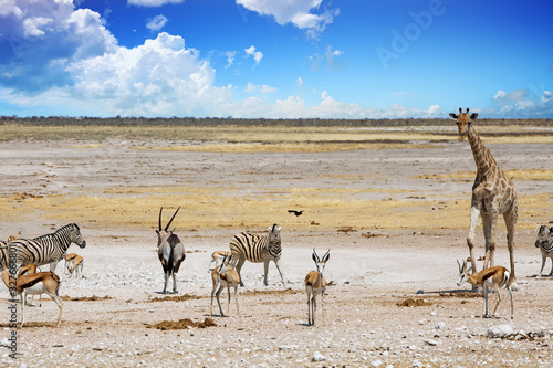 Landscape of Etosha Natioanl Park with gIraffe, Zebra, Impala and Gemsbok Oryx with a vibrant blue cloudy sky and open savannah background, Namibia, Southern Africa