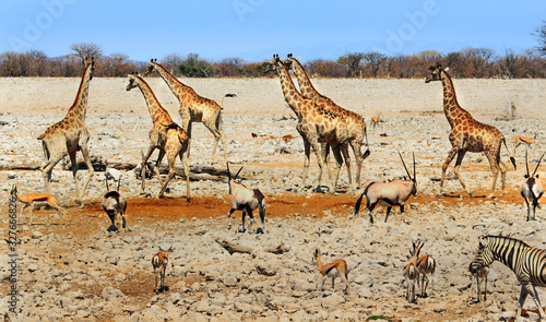 Busy Waterhole in Etosha National Park, with Giraffes, Impala, Oryx and Zebra. Okaukeujo is the main camp in Etosha and it's waterhole is a magnet for both the wildlife