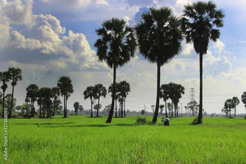 Khmer landscape, three palm trees in a rice field