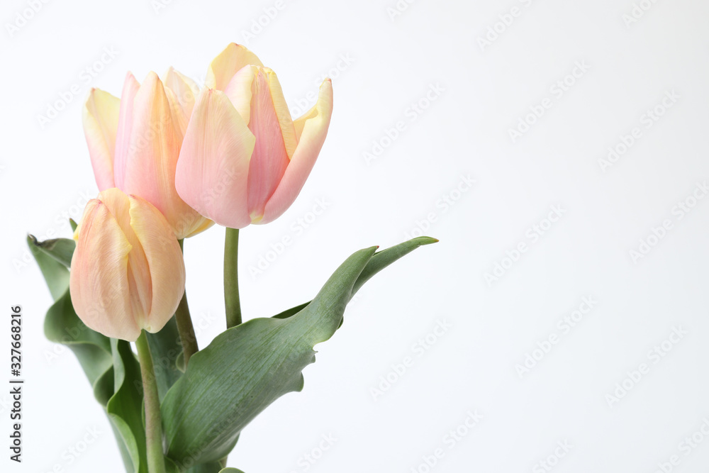 Fototapeta premium 白背景のチューリップ