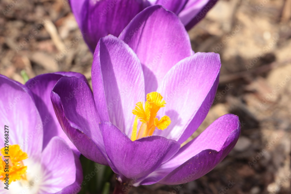 Lila Krokus Lila Krokus