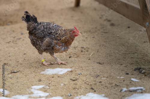 Huhn Bauernhof Natur Henne Hahn