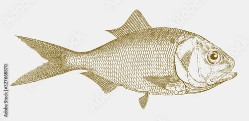 Slika na platnu Gulf menhaden, brevoortia patronus, a fish from the north atlantic coastal water