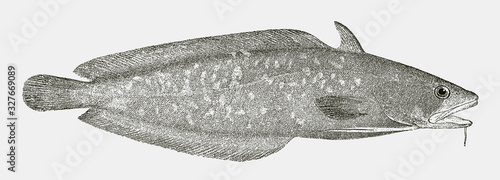 Carolina hake, urophycis earllii, a fish from the southeast coast of the united states of america in side view
