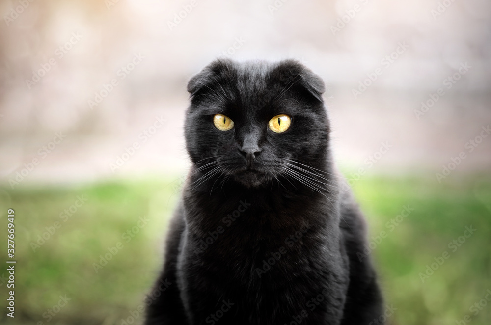 black cat lovely portrait funny face