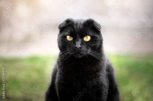 black cat lovely portrait funny face