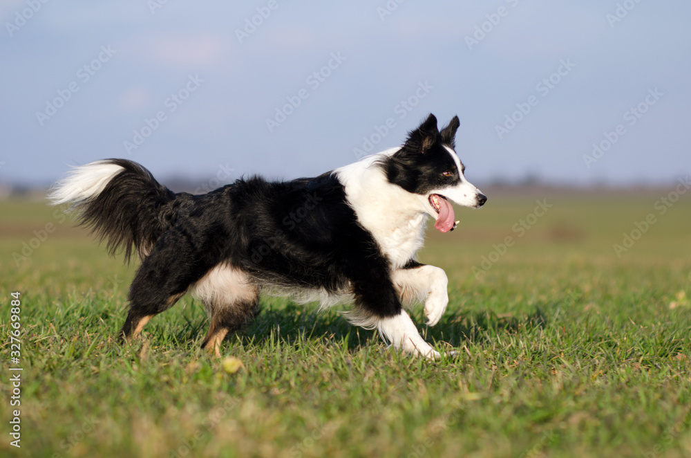border collie dog walk through the green fields sunny day