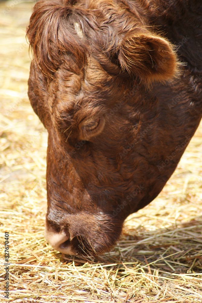 Cow Cow