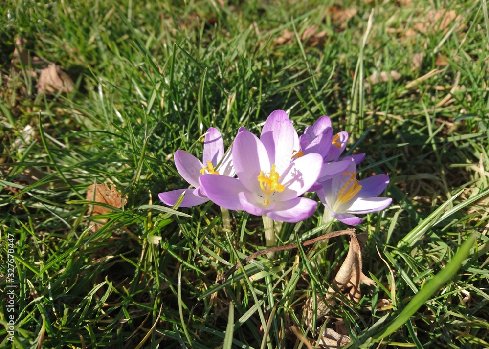 romantic beautiful crocus flowers in spring romantic beautiful crocus flowers in spring