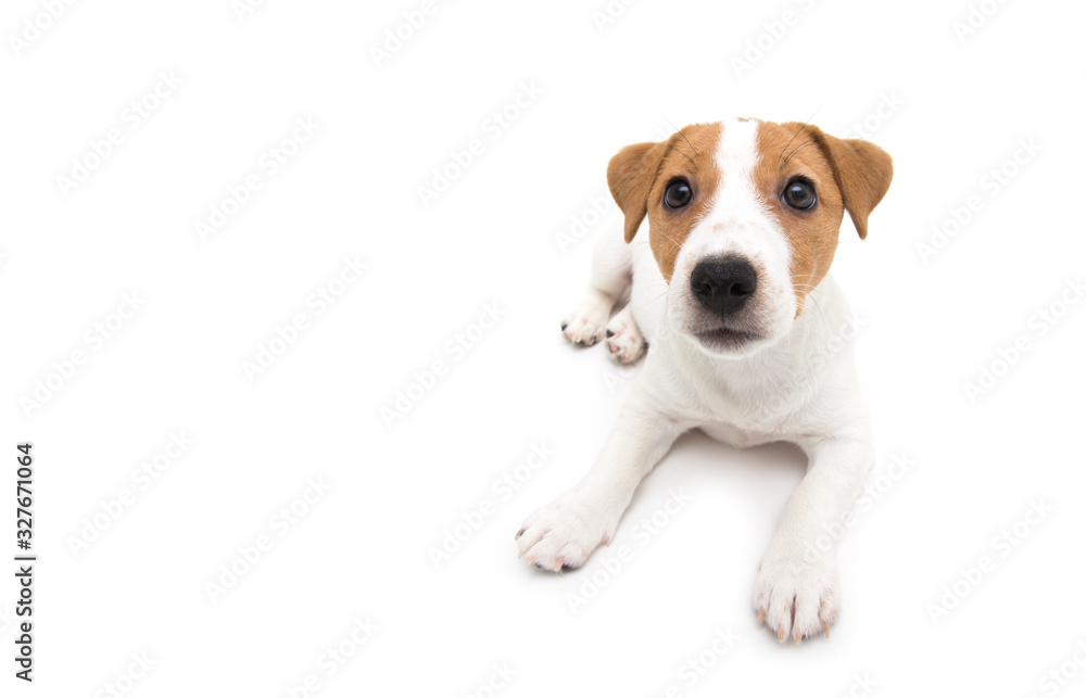Jack Russell Terrier puppy isolated on white background - obrazy, fototapety, plakaty 