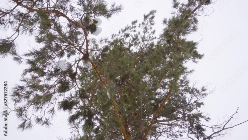 Mysterious snow pines in a forest grove. Winter fairy tale.The camera moves in a circle Mysterious snow pines in a forest grove. Winter fairy tale.The camera moves in a circle