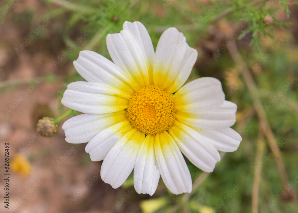 Natural Chrysantemum white flower Natural Chrysantemum white flower
