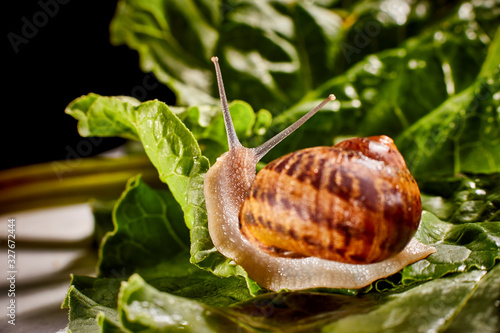 Snail Muller gliding on the wet leaves. Large white mollusk snails with brown striped shell, crawling on vegetables. Helix pomatia, Burgundy, Roman, escargot. Caviar. Kisses of snails in greens.