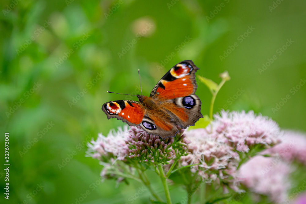 Peacock Butterfly sunbathing on a flower. Peacock Butterfly sunbathing on a flower.
