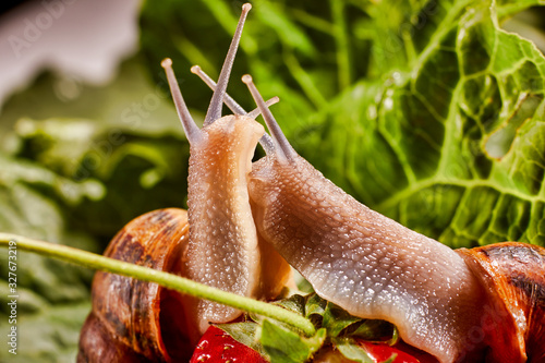 Snail Muller gliding on the wet leaves. Large white mollusk snails with brown striped shell, crawling on vegetables. Helix pomatia, Burgundy, Roman, escargot. Caviar. Kisses of snails in strawberries.