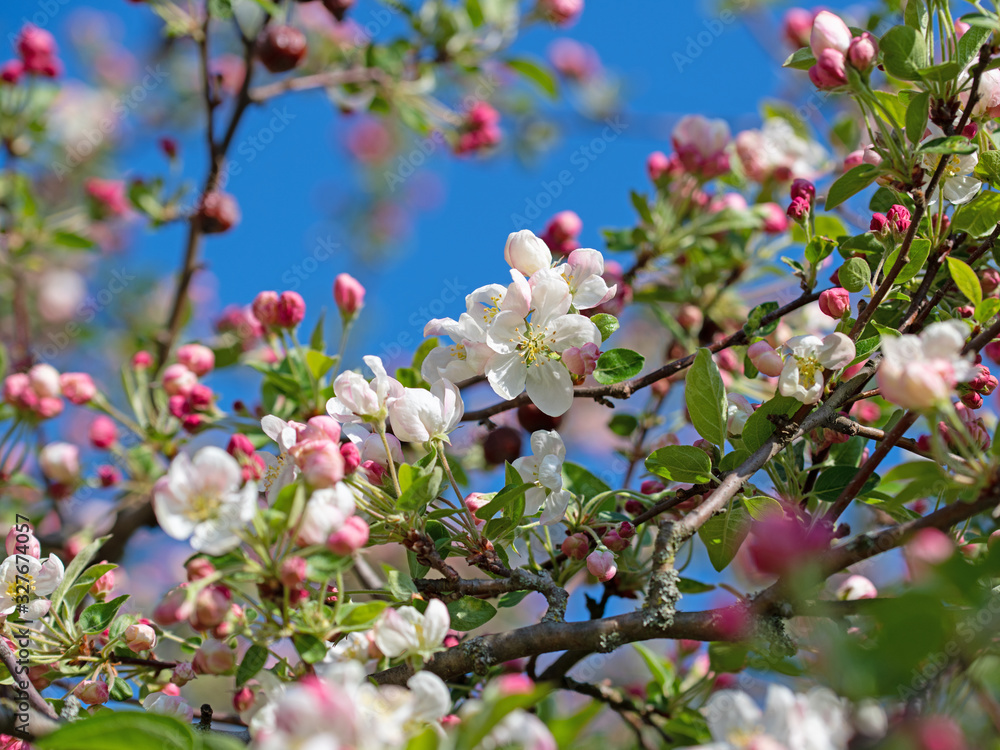 Blühender Apfelbaum, Malus, im Frühling Blühender Apfelbaum, Malus, im Frühling