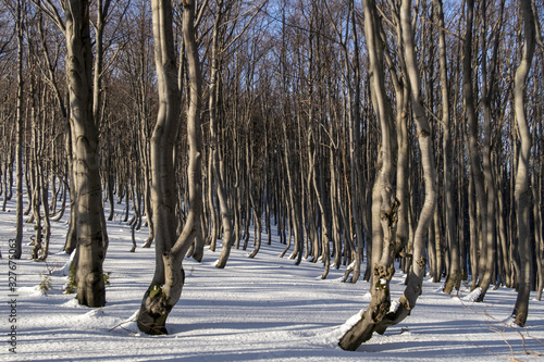 Fototapeta Naklejka Na Ścianę i Meble -  Panorama z widokiem na góry, drzewa z pięknym światłem