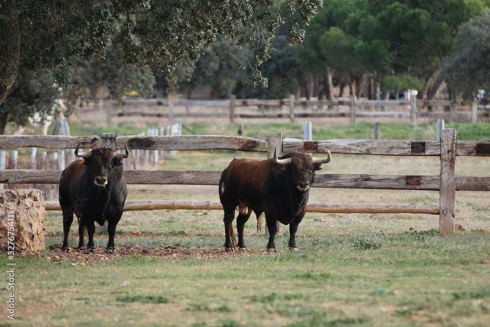 Bull in spain in the green field