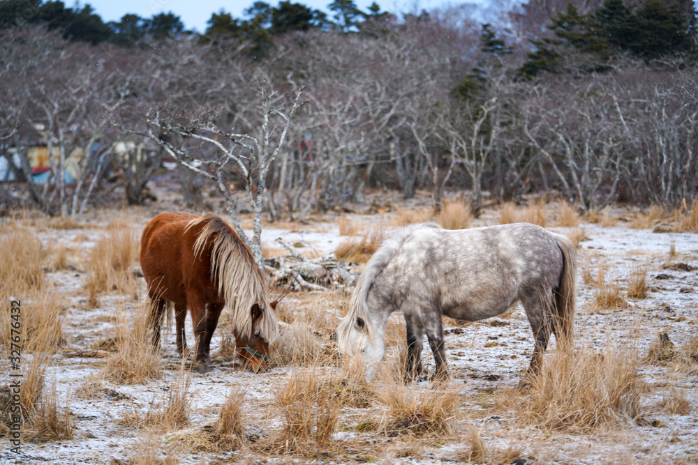 根室の馬 根室の馬