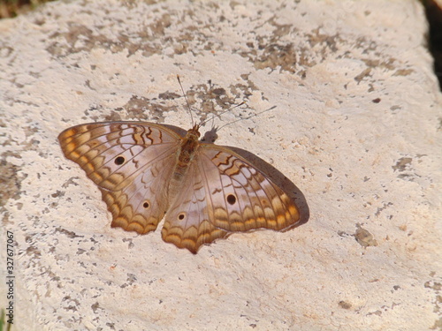 Borboleta