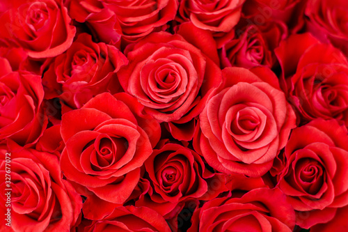 Closeup of delicate magnificent red roses