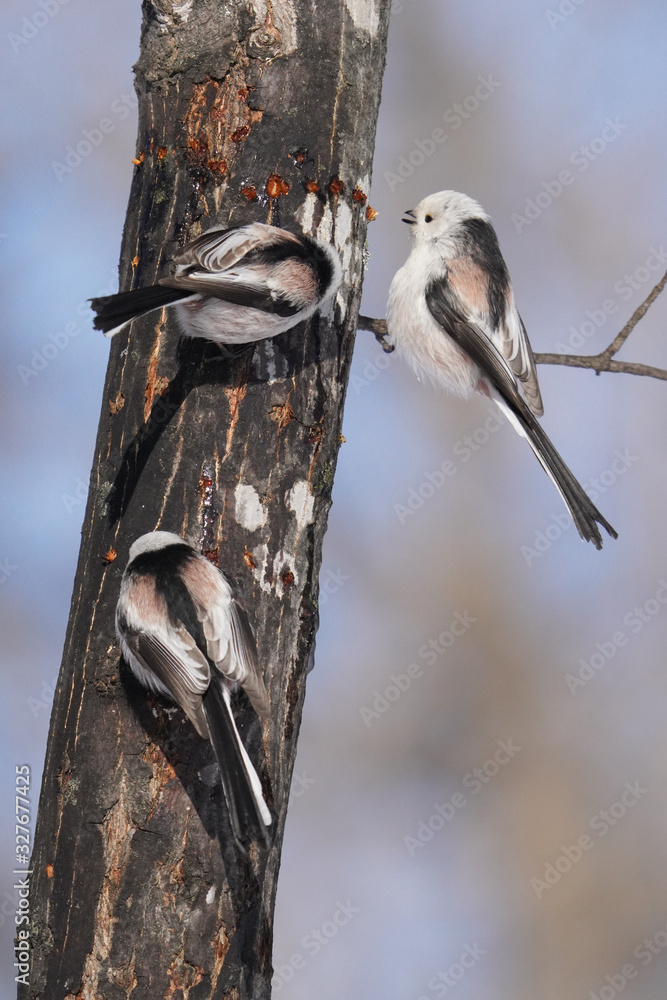 Naklejka premium シマエナガ