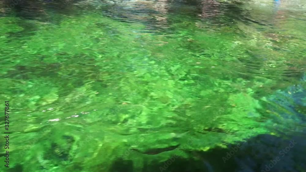 watching mossy waters on a boat trip. dance of green and turquoise in nature. nature trip. alternative tourism watching mossy waters on a boat trip. dance of green and turquoise in nature. nature trip. alternative tourism