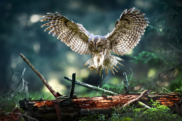 Glasbilder Tieren Waldkauz im Flug (Strix Aluco), Action-Flugszene aus dem tiefen dunklen Wald mit gemeinen Eulen. Breiten Sie schöne Flügel aus, die über alten Stumpf fliegen.  © Milan