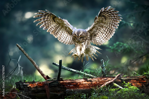 Tawny owl in flight (strix aluco), Action flying scene from the deep dark forest with common owls. Spread beautiful wings fly over old stump. photo