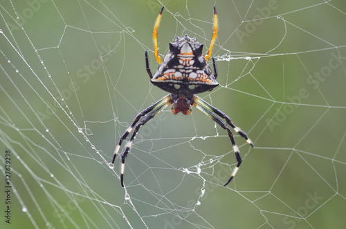Spider resting on its cobweb waiting for a prey