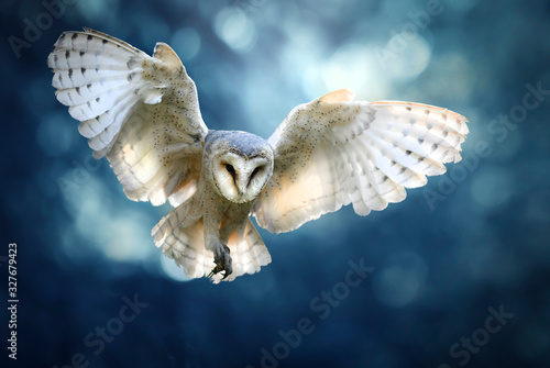 Hunting Barn Owl in flight.  Wildlife scene from wild forest. Flying bird tito alba © Milan