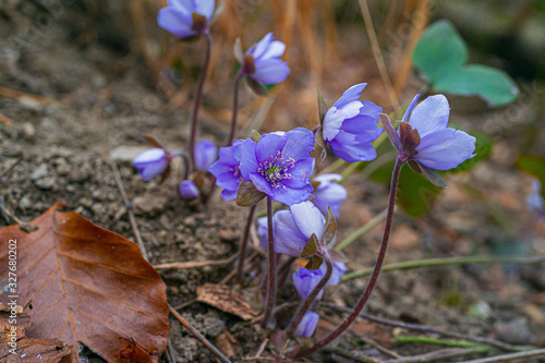 American Liverwort Crocus Flowers in the forest