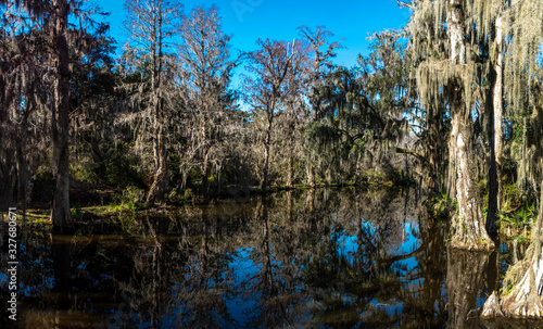 A panoramic view of a South Carolina Swamp land with loads of Spanish moss and oak trees