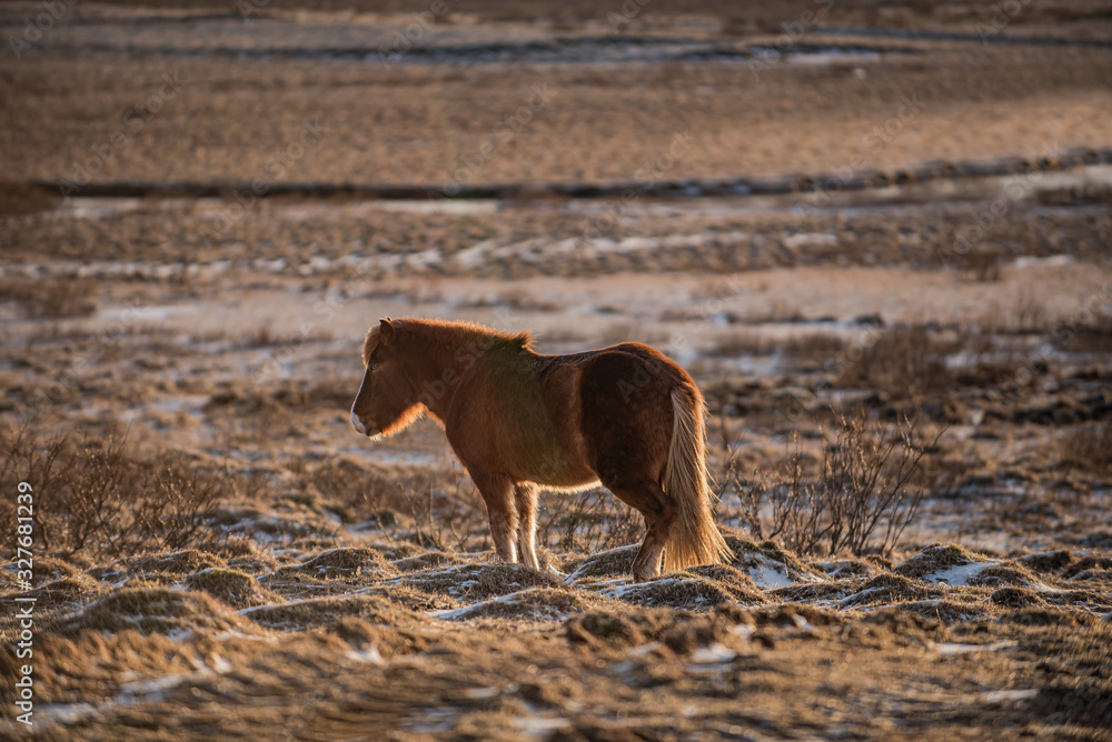 Icelandic horse in the nature of Iceland Icelandic horse in the nature of Iceland