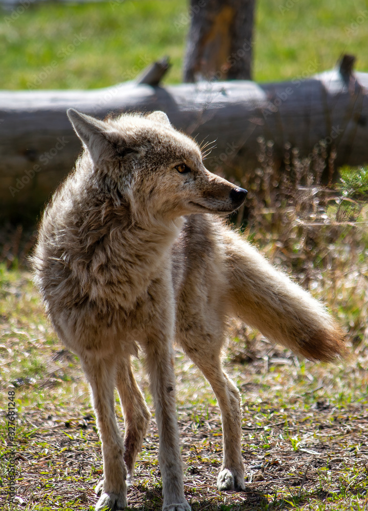 Coyote by the Firehole River in the woods in Yellowstone National Park Coyote by the Firehole River in the woods in Yellowstone National Park