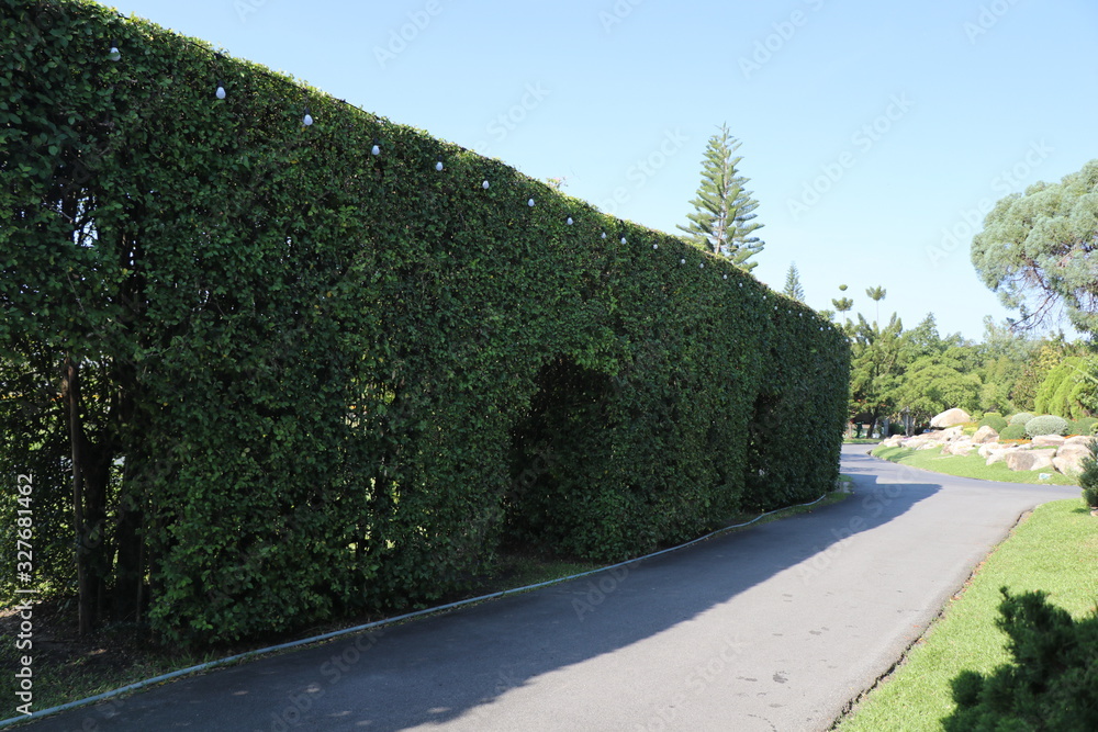 Naklejka premium The road in the garden beside the tree wall.