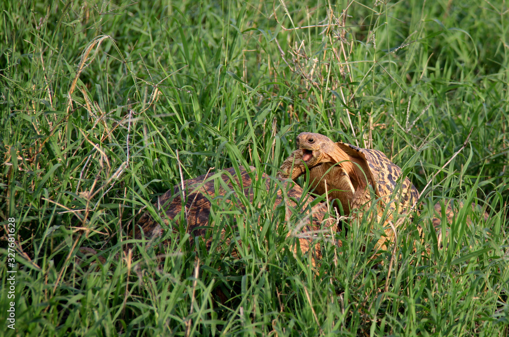 Two wild turtles in the grass, wildlife in Kenya, Africa. Two wild turtles in the grass, wildlife in Kenya, Africa.