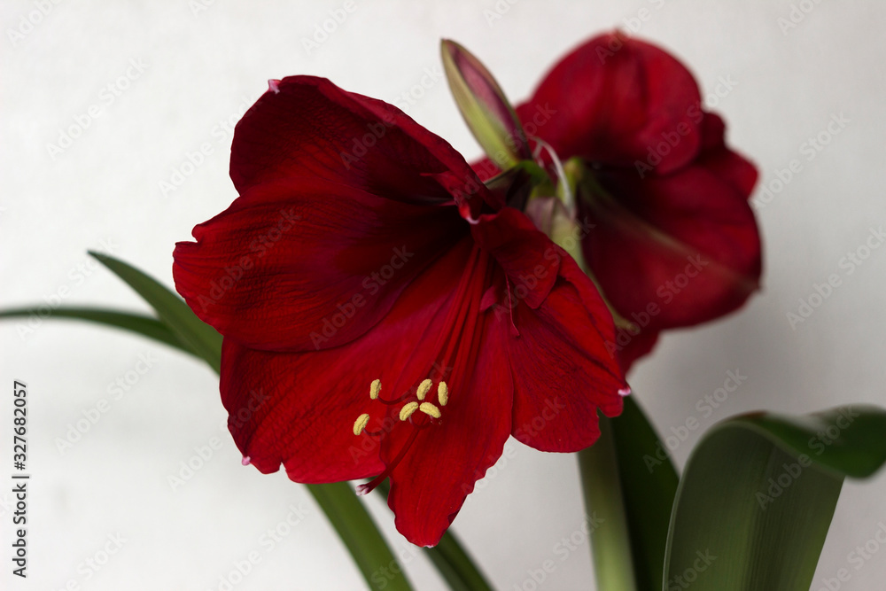 Red amaryllis flower blooming, room Lily blooms, plant at home. Nature, white background. Red amaryllis flower blooming, room Lily blooms, plant at home. Nature, white background.